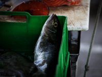 Fisch Ryby DeKaDeEs  (4)  Fish fot. DeKaDeEs / Kroniki Poznania © ®